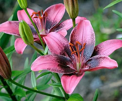 3 Stück lilien zwiebeln rosa - Seltene Pflanzen serie - winterharte pflanzen für garten topfpflanzen draußen winterhart zimmerpflanzen hochbeet balkon pflanze winterharte balkonpflanzen