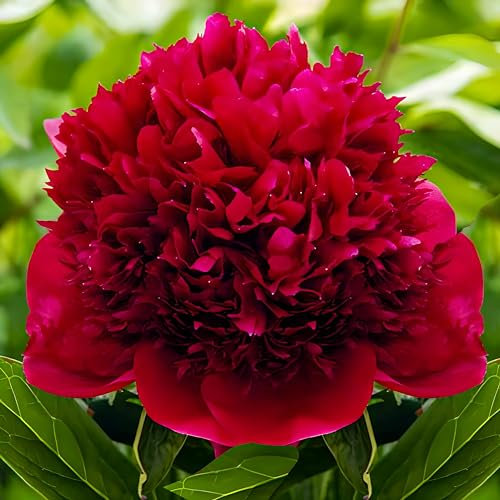 Pianta esclusiva di peonie rosso scuro Red Charm | Piante perenni con radici grandi | 3/5 occhi (senza semi) | Bulbi resistenti al freddo e plurianuali provenienti dall'Olanda