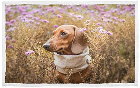 Hundedecke, warm, bedruckt, Ttalienische Windhunde-Decke