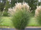 3 x Miscanthus sinensis im 1 Liter Topf (Ziergras/Gräser/Winterhart/Mehrjährig/Staude) Chinaschilf - Pflegeleicht und prachtvoll, das ganze Jahr - von Stauden Gänge