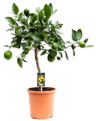 Trendyplants – Lime – Pianta da giardino – Altezza 70 – 90 cm – Dimensioni vaso Ø 22 cm