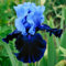 Iris, bulbo resistente con rizoma spesso, bellissima pianta perenne viola, un fiore indispensabile in giardino, resistente miscela olandese.-10 Bulbi-F