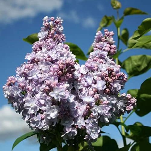 Vivai le Georgiche - Pianta vera di Syringa vulgaris Michel Buchner Lillà 'Michel Buchner' - vaso Ø 17 cm