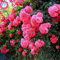 50 Stück klettern Rote japanische Rose Samen. Seltene Rose Samen sementes. Staudengarten Kletterwand Blumenzierpflanze 8