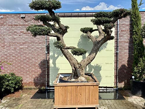 Tropictrees - Olivenbaum Pon Pon - XXXL - Im holzkübel - Höhe 270 cm - A+