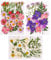 Veraing 105 Stück Natürliche Getrocknete Blumen, DIY Gepresste Blumen Gemischte Getrocknete Blätter Getrocknet Gänseblümchen Gemischt für Kunst Basteln DIY Harz Scrapbooking Handwerk Karten Machen