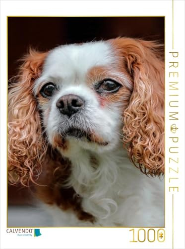 CALVENDO Puzzle Cavalier King Charles Spaniel | 1000 Teile Lege-Größe 48 x 64 cm Foto-Puzzle für glückliche Stunden