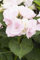 Hydrangea macrophylla 'Hovaria® Hobella' 50-60 cm - Hortensie, rosa Blüten, Blütezeit Juni-September, ideal für Kübel, pflegeleicht und winterhart