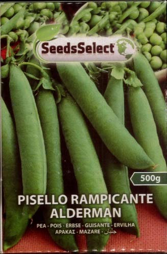 PISELLO DA SEME RAMPICANTE ALDERMAN GR 500