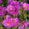 6x Kissen-Aster - Kissen-Aster - Topf 9x9cm