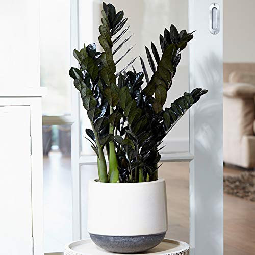 1 x Zamioculcas Noir Raven | Plante de Qualité Supérieure pour la Maison ou le Bureau (de 30 à 40 cm en pot)