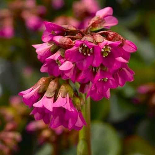 1 PIANTA BERGENIA CORDIFOLIA SHOESHINE VASO 15CM Perenni