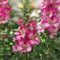 Snapdragon 'Dazzling Lips Pink'. Plug Plant x 4. Antirrhinum. Pink & White bi-Colour Bedding Flowers. Available from Bedwen Plants