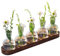 Ableger Pflanzen Glas mit Holzständer | Glas-Terrarium-Pflanzenset mit Eichelvase | Hydrokultur Terrarien-Schreibtisch Pflanzen für Deko Aesthetic | Pflanzen Zubehör für die Schreibtisch Dekoration