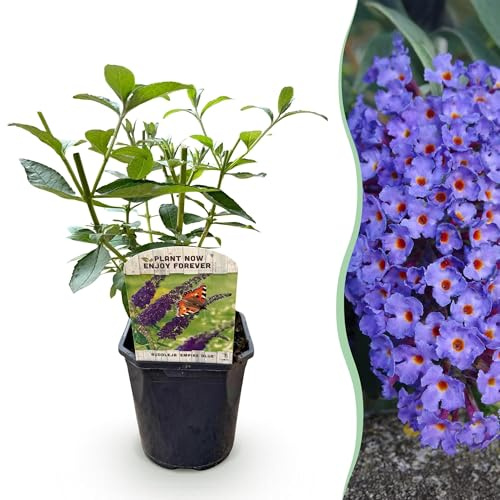 Fjärilsbuske Buddleja davidii Empire Blue – blå blomande, lövfällande trädgårdsbuske – fjäril och bivänlig – lättskött – 17 cm, höjd 25 cm