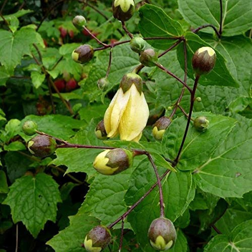 6 x Japanische Wachsglocke - Kirengeshoma Palmata Topf 9x9cm: Gelbe Blüten, schattentolerant, dekorative Blätter.
