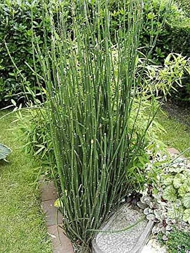 Winterschachtelhalm - Equisetum hyemale - lebende Gartenpflanze aus den Baumschulen