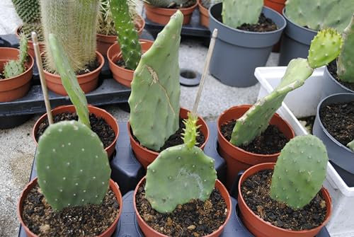 Opuntia ficus indica,Feigenkaktus,Große Pflanzen,ca.25cm hoch