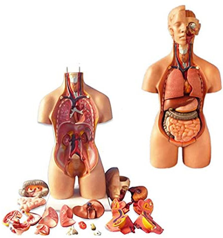 UIGJIOG Menschliches Torso Modell 23 Stück Abnehmbare 4D-Vision Human Anatomy-Modell-Torso-Systemstruktur, 55Cm Natomical Assembly-Modell Der Menschlichen Organe Für Das Unterricht