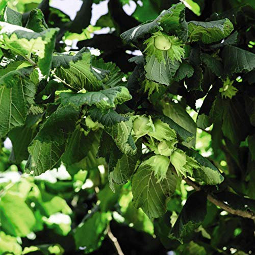 Suttons Corylus avelana, Deciduous Shrub, Small Tree, 1 x 2-Litre Potted Plant