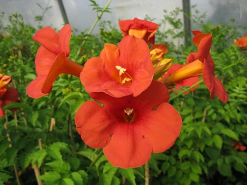 Kletterpflanzen Sonne Mix, 3 versch. Kletterpflanzen für sonnigen Standort winterhart und mehrjährig, sehr gut für 'Garteneinsteiger' geeignet, GÄRTNERQUALITÄT, direkt vom Erzeuger