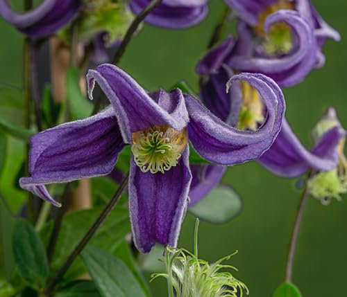 Dehner Waldrebe Fascination, Clematis integrifolia, duftende lila-farbene Blüten, 90 cm exkl. Pflanztopf, 2 l Topf, Kletterpflanze