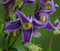 Dehner Waldrebe Fascination, Clematis integrifolia, duftende lila-farbene Blüten, 90 cm exkl. Pflanztopf, 2 l Topf, Kletterpflanze