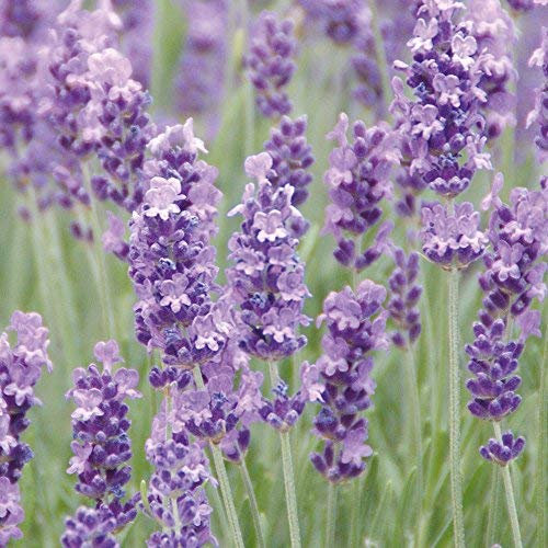Thompson & Morgan English Lavender ‘Munstead’ in Pots for Sale Ready to Plant Potted Garden Outdoor Plants, Evergreen Shrubs, Ideal for Pollinators, Patios, Indoor Cut Flower (5 x 9cm Pot)