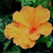 Fash Lady gelb HIBISCUS SYRIACUS ROSE OF SHARON winterhart 20, 200, 2000 Samen (200)