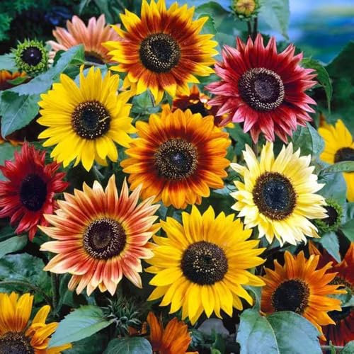 Bunte Sonnenblumen Mischung 50PCS – Perfekt für Garten und Balkon – Mehrfarbige, Lebendige Sonnenblumen für Jede Saison