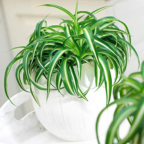 Superbe Plante d'Intérieur Chlorophytum Chevelu Bonnie Phalangère Retombante vert