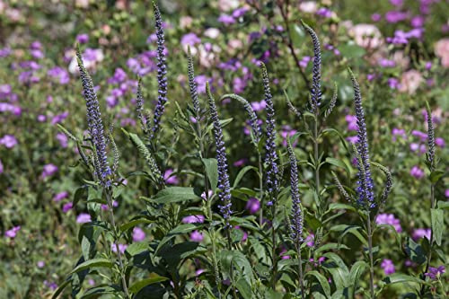 Veronica spicata 9x9 cm Topf – Winterhart, Mehrjährig, Pflegeleicht – Ähriger Ehrenpreis – Staude für Beet & Rabatte