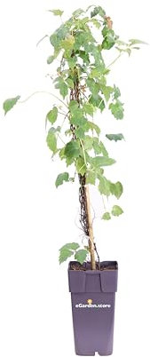 Pianta di Parthenocissus o Partenocisso Pianta di Vite Americana o Canadese pianta da esterno pianta rampicante pianta vera venduta da eGarden.store (Veitch Boskoop)
