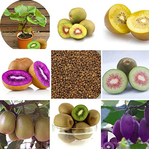 100 pezzi di Mini actinidia piccoli semi di piante in Vaso di alberi da frutto Bonsai di Kiwi belli (Cuore Rosso, Giallo, Verde, Bratsche)