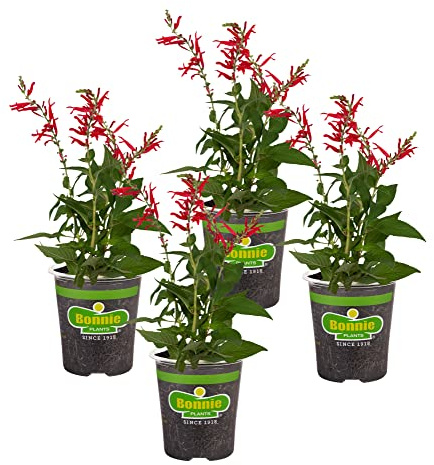 Bonnie Plants Pineapple Sage - 4 Pack Live Plants, Perennial In Zones 8 - 10, 3 - 4 Ft Tall Plants, Garnish, Teas & Flower Arrangements