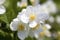 Philadelphus coronarius 60–100 cm – Winterhart, Mehrjährig, Pflegeleicht – Bauernjasmin – Heckenpflanze für Garten & Sichtschutz