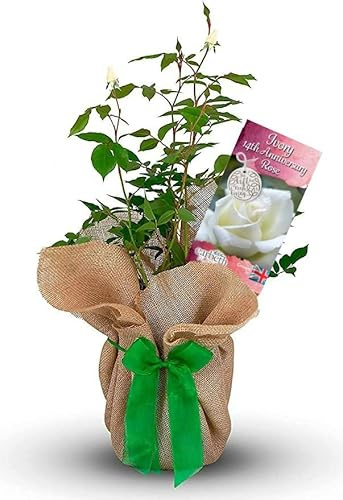 Ivory 14th Wedding Anniversary Rose Bush Gift Wrapped In a 3 Litre Pot (2 Plants)