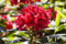 Rhododendron Hybr. 'Vulcan' 50-60 cm - Rhododendron, leuchtend rote Blüten, Blütezeit Mai-Juni, ideal für Kübel und Rabatten, kalktolerant, winterhart