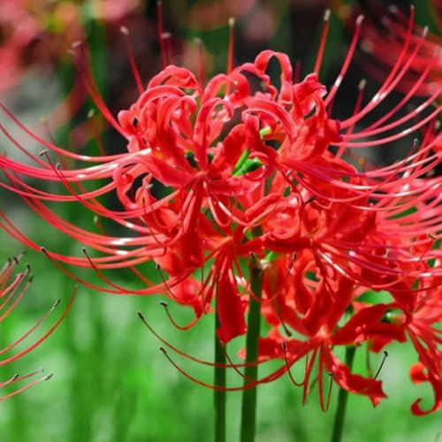 4 pz Cipolla di fiori rossi, cipolle di giglio ragno, Fiori decorativi da giardino per balcone Lycoris radiata Pianta piante resistenti all'inverno per il giardino Regali Piante resistenti