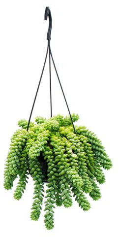 exotenherz Sedum morganianum Burrito - Columpio de mono (14 cm), diseño de plantas suculentas colgantes