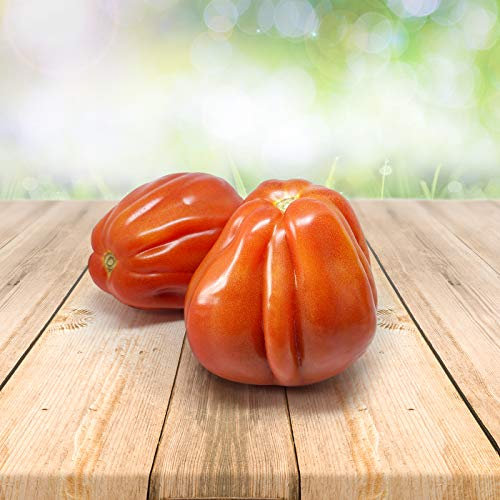 Tomato ''Bullenherz'' Samen aus Portugal 100% Natursamen ohne chemische Anzuchthilfen oder Gentechnik (25 Samen)