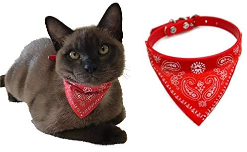 Katzenhalsband mit Bandanatuch in Paisleyoptik und Schnalle in Größe S: 20-26cm Halsumfang