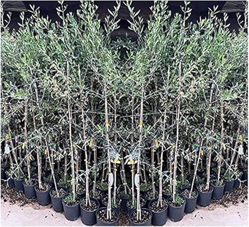 EURO PLANTS VIVAI Olivo Leccino - Pianta da Frutto su Vaso 20 cm / 15×15 cmcm Altezza 140-150 cm - Età 3 Anni
