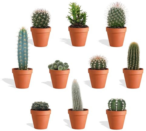 DutchLeafs Mini-Kakteen Mix 10 Stück Verschiedene Kakteen im Ø 7 cm Terrakotta Blumentopf - Kleine Pflanzen Mischung Kakteen Starter Set Pflegeleichte Zimmerpflanzen - Höhe 8-15 cm