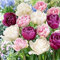 Gefüllte späte Tulpenmischung - Tulipa Double Late (5 Zwiebeln)