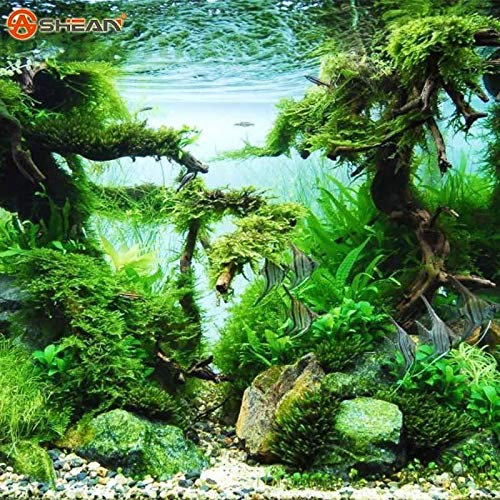 500 Pcs/Bag Aquarium Grass Seed Water Grasses Random Aquatic Plant Grass Indoo