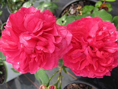 Rosa Leonardo da Vinci® - Hochstammrose Leonardo da Vinci® 90 cm