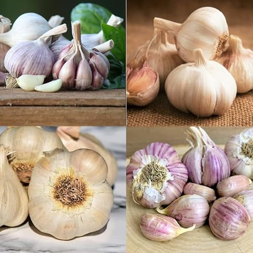 4 Mix Garlic Bulbs for Planting, Mixed 4 Types, Each Type One Bulb, Approx. 1/2 LB Hard Neck Garlic Bulbs for Planting