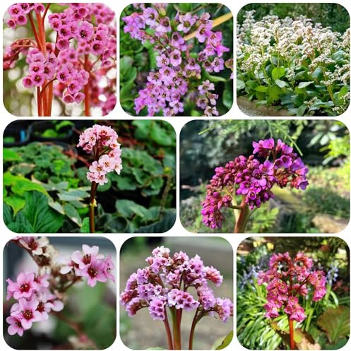 semillas de bergenia, semillas de bergenia morada plantas raras para lugares soleados afuera plantas exóticas para jardín, jardín de hierbas Plantas medicinales plantas de sombra 100pcs