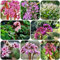 semillas de bergenia, semillas de bergenia morada plantas raras para lugares soleados afuera plantas exóticas para jardín, jardín de hierbas Plantas medicinales plantas de sombra 100pcs